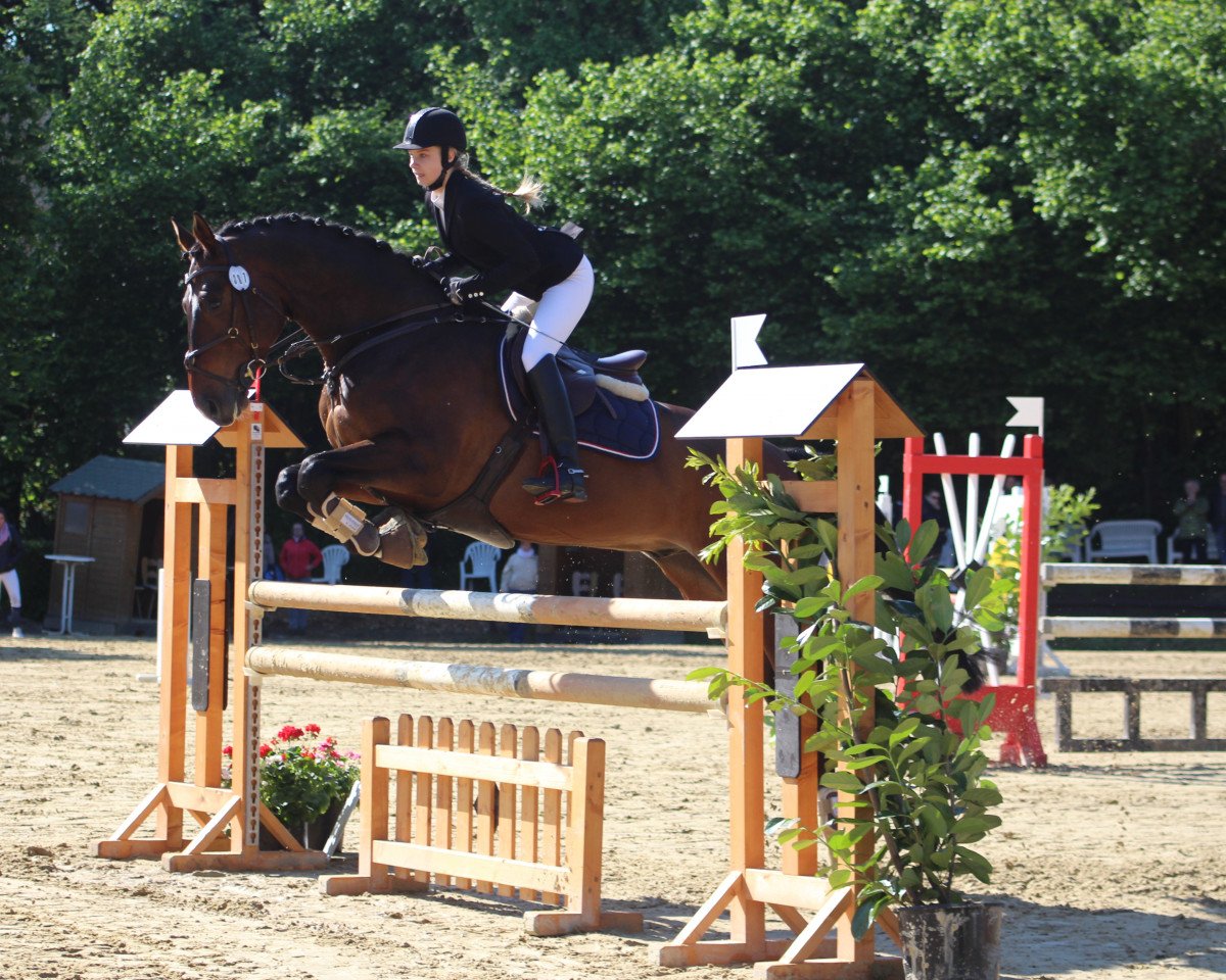jumper Freddy Steady Go (Hanoverian, 2006, from For Edition)