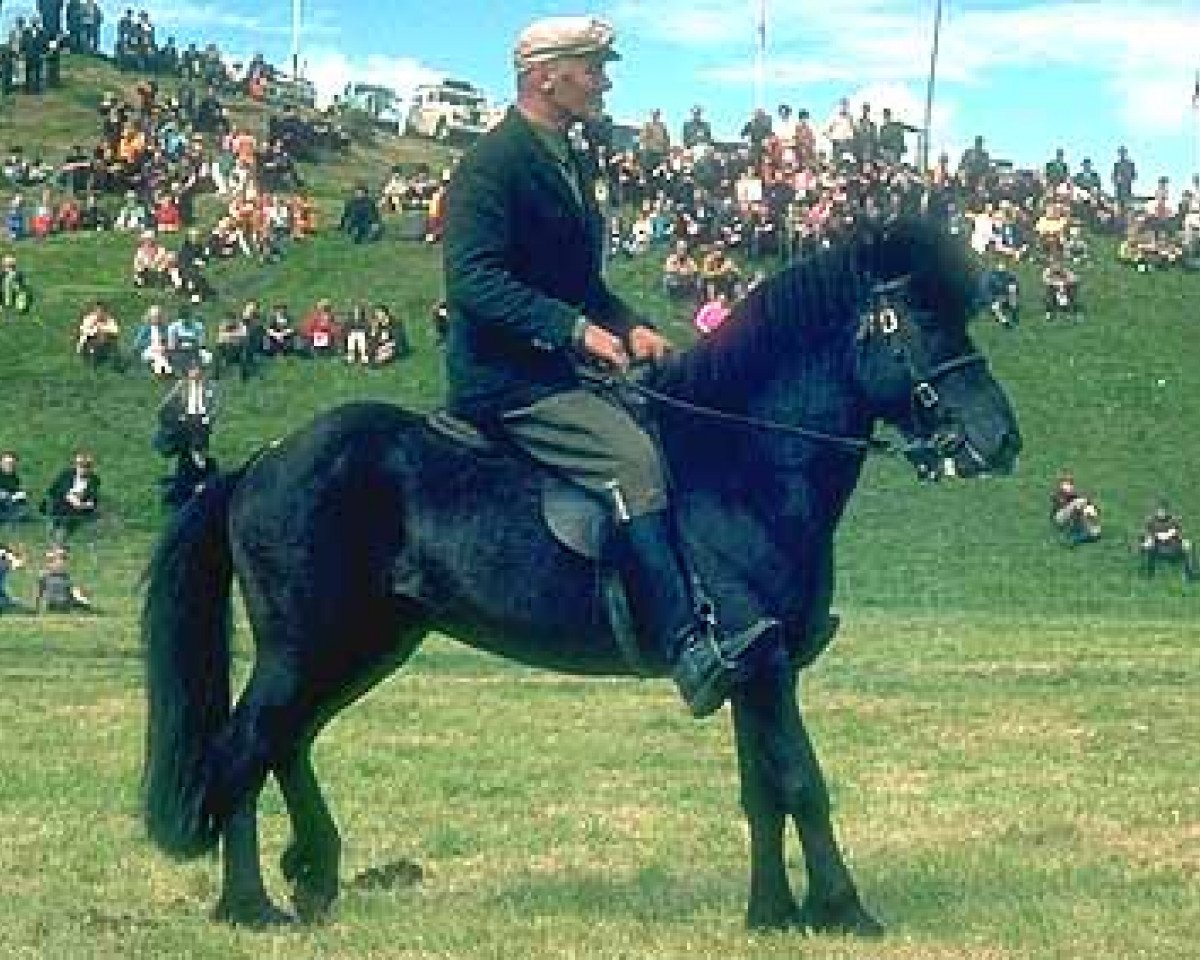 stallion Sómi frá Hofsstöðum (Iceland Horse, 1959, from Blesi frá Hofsstöðum)