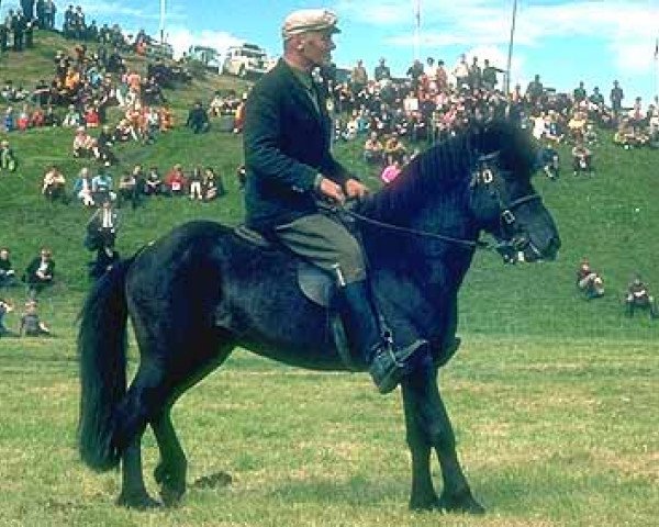 stallion Sómi frá Hofsstöðum (Iceland Horse, 1959, from Blesi frá Hofsstöðum)