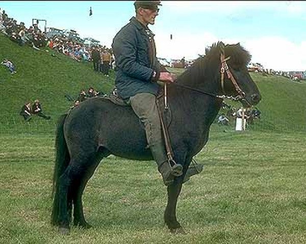 Deckhengst Blakkur frá Tumabrekku (Islandpferd, 1965, von Stígandi frá Kolkuósi)