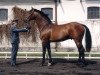 stallion Cannizzaro (Holsteiner, 1993, from Caletto I)