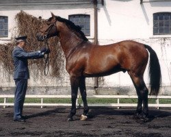 stallion Cannizzaro (Holsteiner, 1993, from Caletto I)