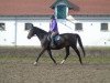 broodmare Rota (polish noble half-breed, 2006, from El Bundy)