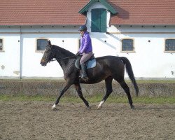 broodmare Rota (polish noble half-breed, 2006, from El Bundy)