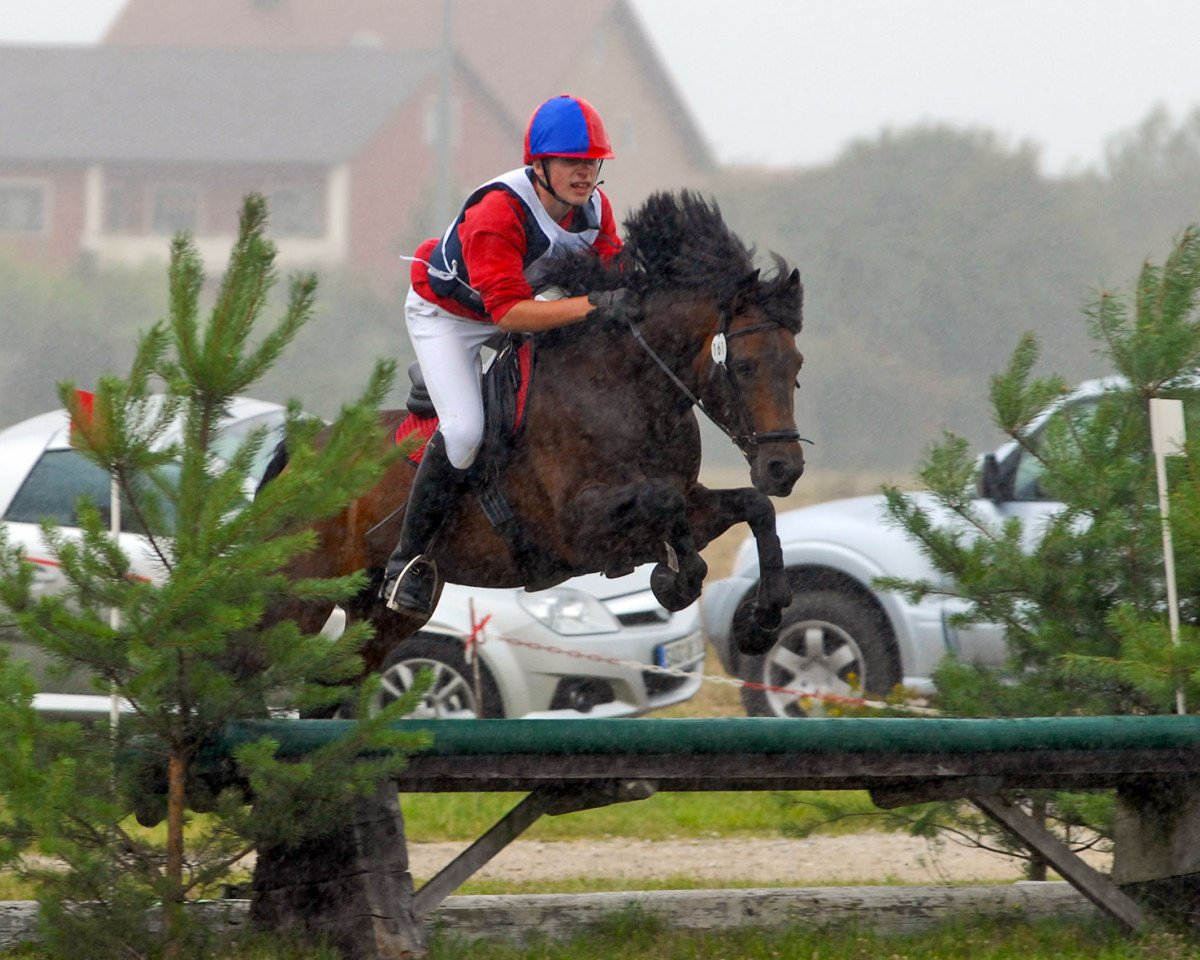 Deckhengst Greenwood Rascal (New-Forest-Pony, 1995, von Kantje's Ronaldo)
