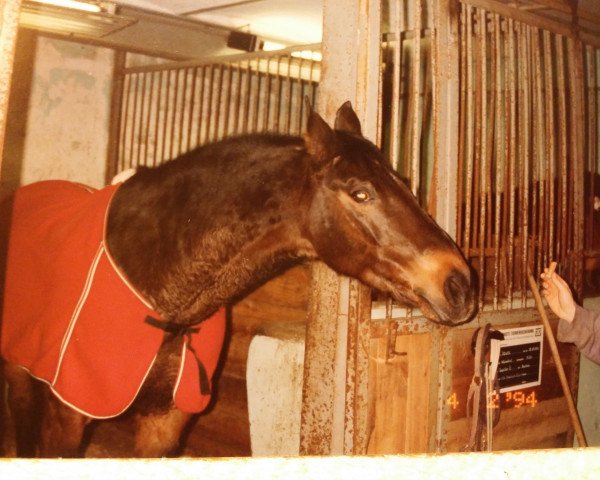 Pferd Juwel (Thüringer, 1984, von Jupiter II)