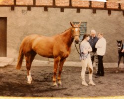 broodmare Umsicht (Trakehner, 1986, from Opal Mo 1306)