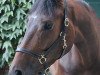 dressage horse Smiling Sun (Trakehner, 2010, from Herzensdieb)