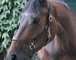 dressage horse Smiling Sun (Trakehner, 2010, from Herzensdieb)