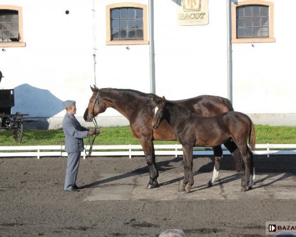 broodmare Alabama (polish noble half-breed, 1997, from Elmero B)