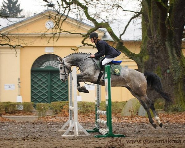 stallion Alan (polish noble half-breed, 2011, from Tjungske)