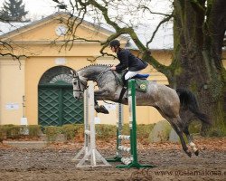 stallion Alan (polish noble half-breed, 2011, from Tjungske)