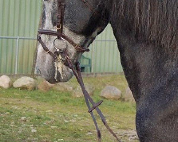 horse Ranchiles (Pura Raza Espanola (PRE), 2011)