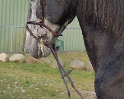 Pferd Ranchiles (Pura Raza Espanola (PRE), 2011, von YC Mefisto)