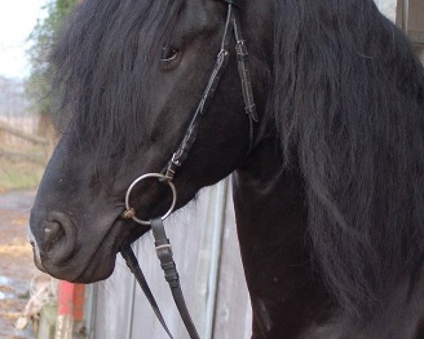 Pferd Caesar II (Pura Raza Espanola (PRE), 2010)