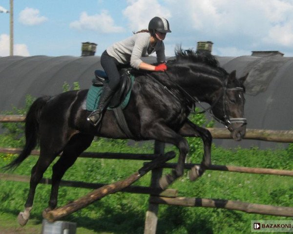 Deckhengst Salazar (Polnisches edles Halbblut, 1998, von Elmero B)