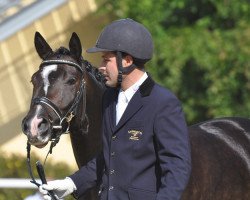 dressage horse Graf Carpine L (Austrian Warmblood, 2007, from Gribaldi)