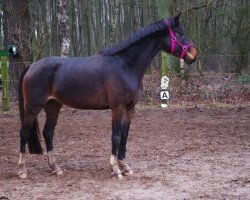 broodmare Kathania (Oldenburg, 2009, from Paramount)