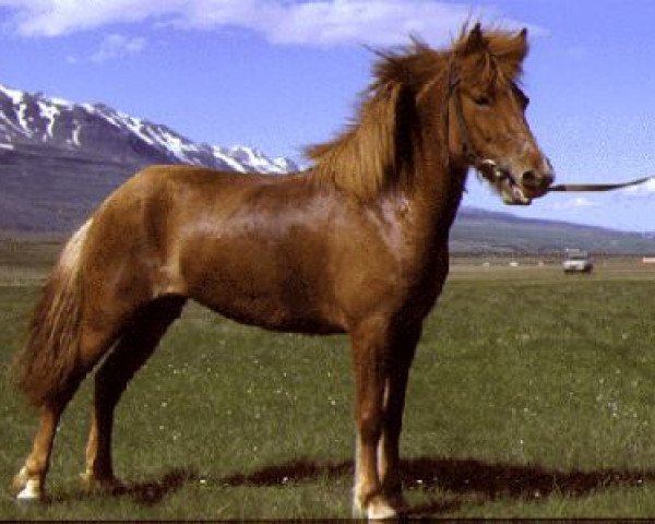 broodmare Valkyrja frá Kolkuósi (Iceland Horse, 1978, from Hörður frá Kolkuósi)