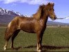 broodmare Valkyrja frá Kolkuósi (Iceland Horse, 1978, from Hörður frá Kolkuósi)