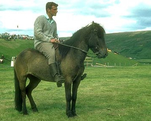 Zuchtstute Gríma frá Kolkuósi (Islandpferd, 1965, von Hörður frá Kolkuósi)