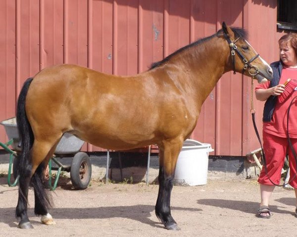 Zuchtstute Furzey Lodge Sweet Daphne 530 NF (New-Forest-Pony, 1990, von Brock Buccaneer)