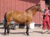 broodmare Furzey Lodge Sweet Daphne 530 NF (New Forest Pony, 1990, from Brock Buccaneer)