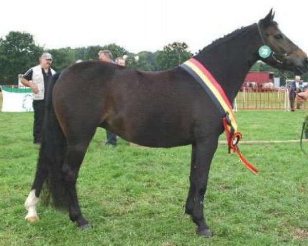 Zuchtstute Lindelhoeve's Quirantel (New-Forest-Pony, 1996, von Berkhof's Sunlight)