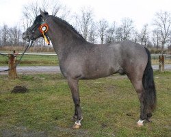 horse Novahoeve's Vodka (New Forest Pony, 2001, from Blackwell Bo Diddly)