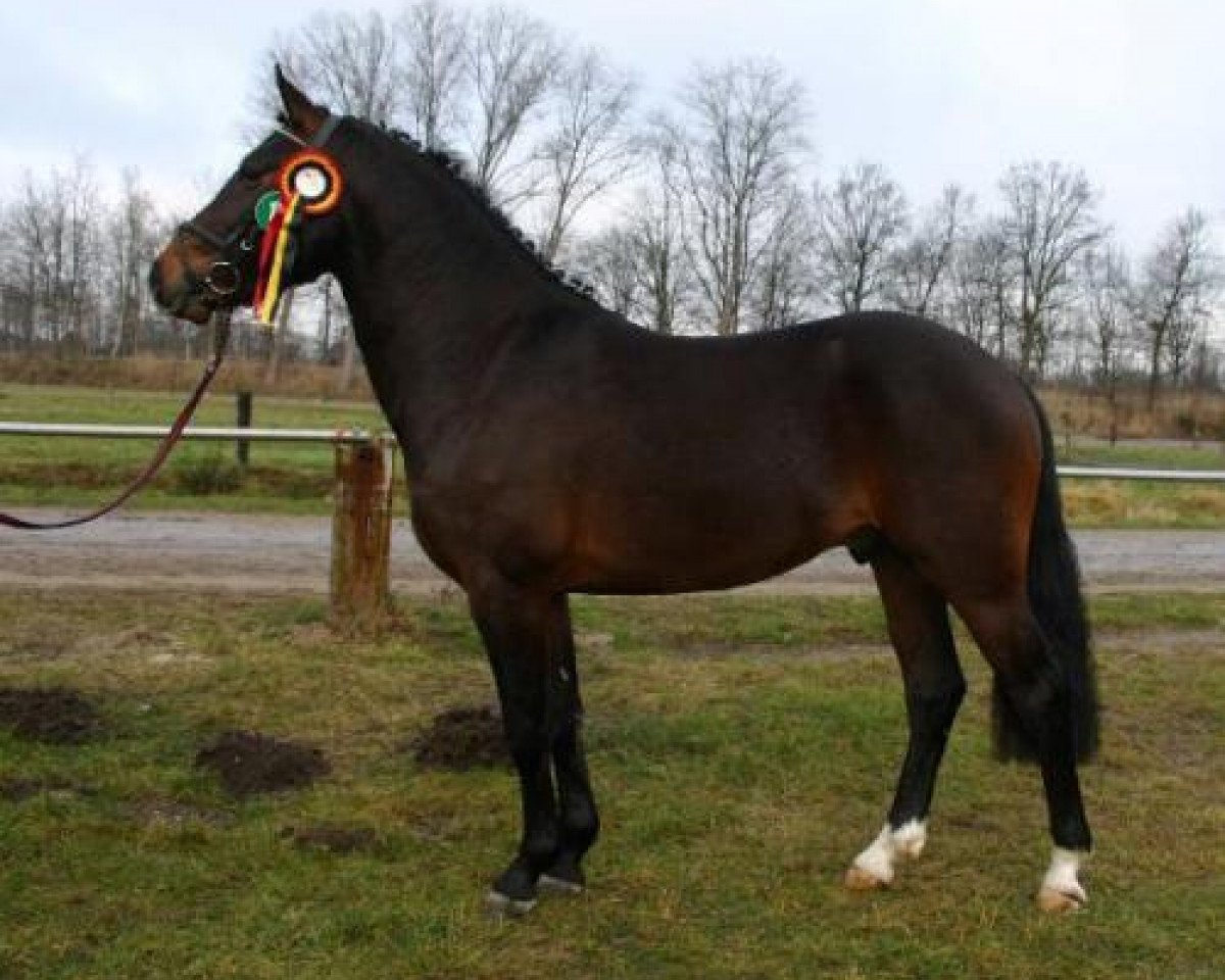 horse Joly's Watson (New Forest Pony, 2002, from Priory Prickle)