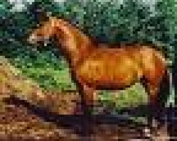 broodmare Ostara Star (KWPN (Royal Dutch Sporthorse), 1996, from Larome)