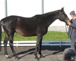 broodmare Benneta (Great Poland (wielkopolska), 2004, from Quamiro)