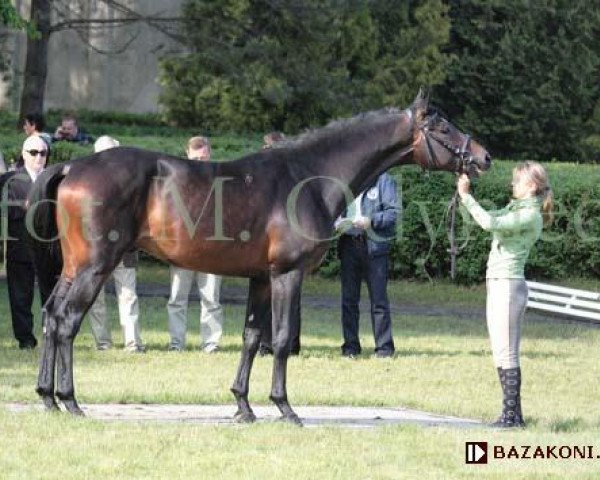 Pferd Berg (Polnisches Warmblut, 2005, von Cottonclub)