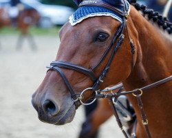 Zuchtstute Chiara 271 (Rheinländer, 2005, von Colander)