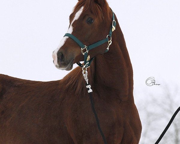 broodmare Bonarda (Arabian thoroughbred, 2011, from Sabat ox)