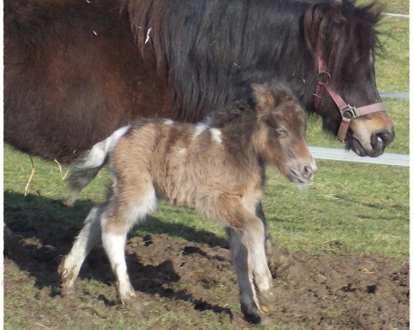 horse Zac vom Rindergraben (Shetland Pony, 2015, from Zero von Salza)