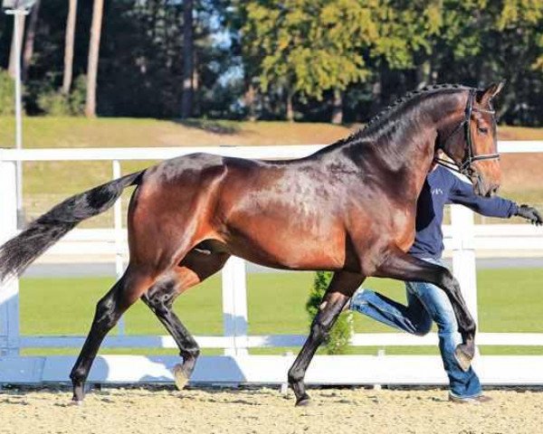 stallion Famoso OLD (Oldenburg, 2009, from Farewell III)