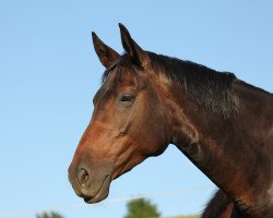 broodmare Gotelint So (Sachse, 2002, from Rutowski)