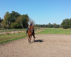 dressage horse Djamal (Hanoverian, 2009, from Don Ricoss)