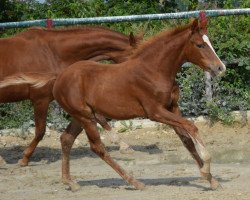 Pferd First Choice (Westfale, 2013, von Fürst Grandios)