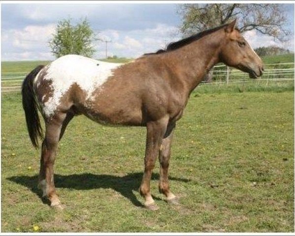 Pferd Legendary Dakota Wolf (Appaloosa, 2012, von Wolfskin Rock)