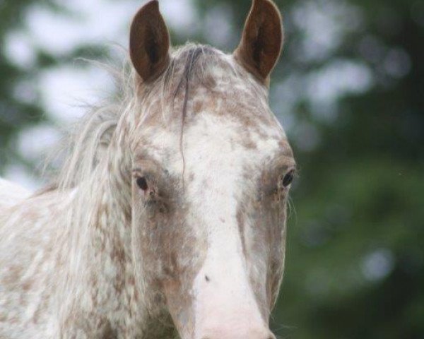 horse Rockwolf Mountian (Appaloosa, 2012, from Wolfskin Rock)