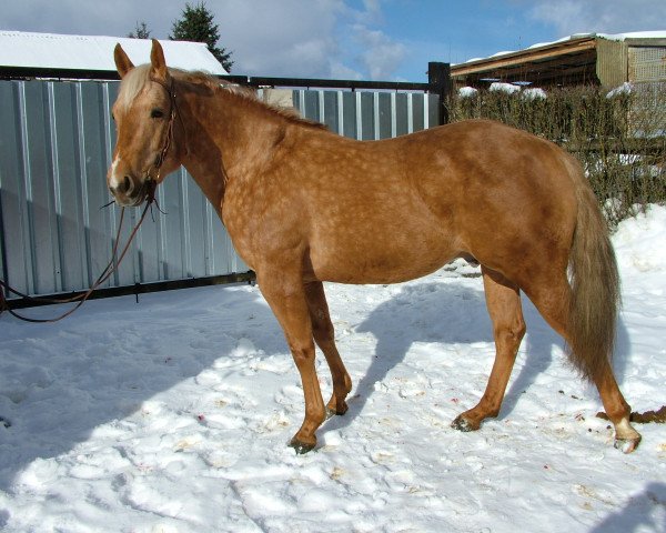 Pferd CF Big Moses (Quarter Horse, 2011)