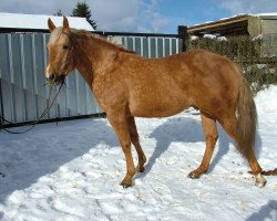 Pferd CF Big Moses (Quarter Horse, 2011)