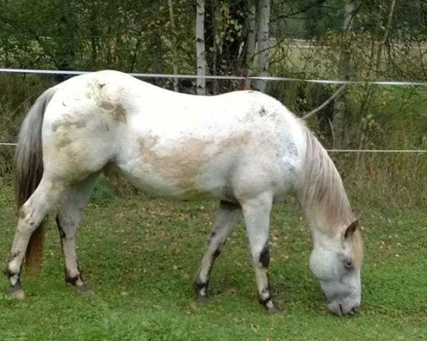 horse Winnetou (Appaloosa, 2012)