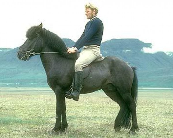 stallion Njáll frá Hjaltastöðum (Iceland Horse, 1967, from Rauður frá Kolkuósi)