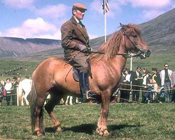 broodmare Brynja frá Kolkuósi (Iceland Horse, 1960, from Léttir frá Kolkuósi)