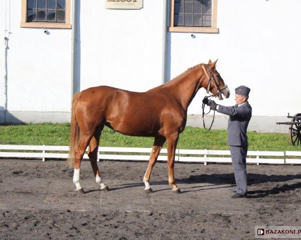 Zuchtstute Branka (Polnisches Warmblut, 2011, von Turbud Quirinus)