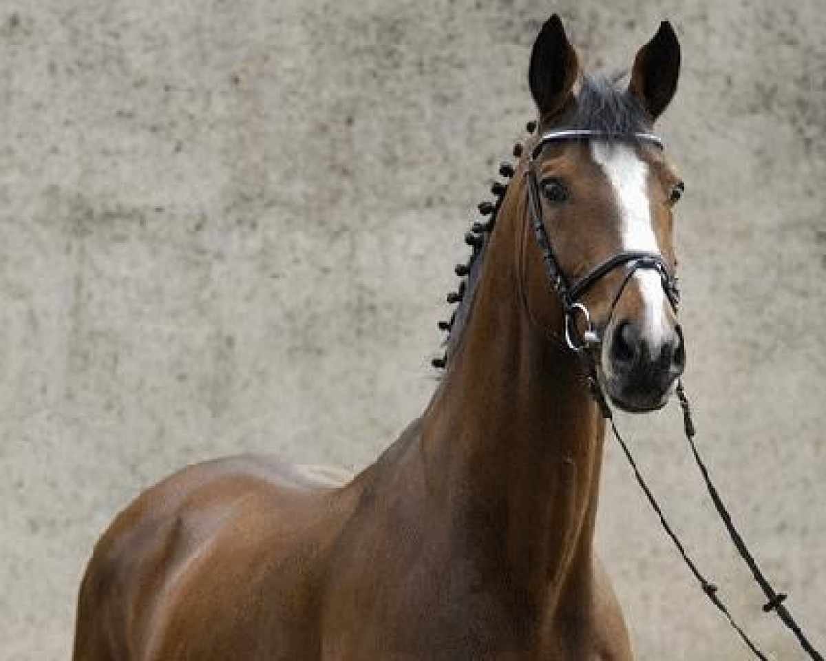 stallion Turbud Quirinus (Belgian Warmblood, 1993, from Pavarotti van de Helle)