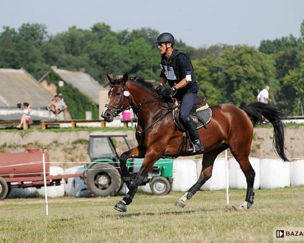 Zuchtstute Botana (Polnisches Warmblut, 2010, von Turbud Quirinus)